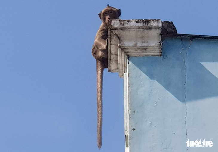 Đàn khỉ đại náo khu dân cư: Đã gây mê, đưa về trạm cứu hộ 2 con khỉ - Ảnh 5.