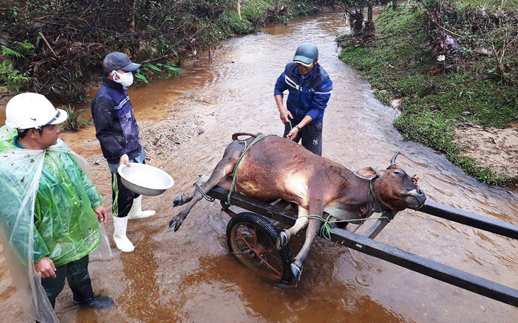 Một huyện có 900 trâu bò chết rét, bà con lo mất tết