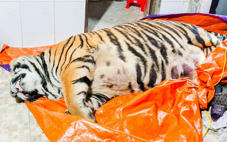 Con hổ nặng hơn 2 tạ rưỡi nghi bị chích điện, chủ nhà khai mua về nấu cao