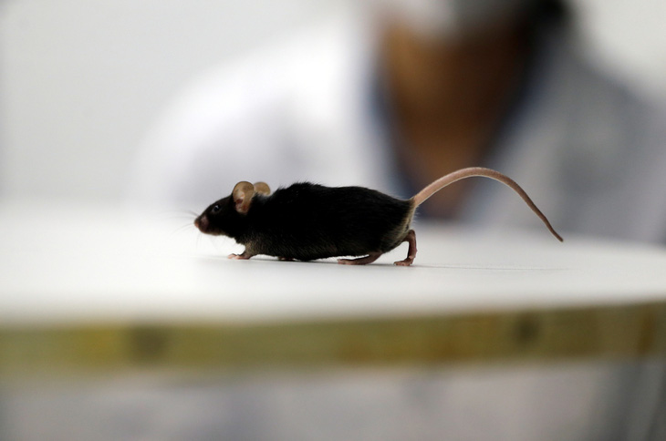 Nghiên cứu mới giúp chuột bị liệt đi lại được, mở ra hi vọng cho người - Ảnh 2.