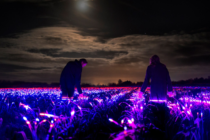 Dự án Grow với cánh đồng phát sáng vào ban đêm tại Hà Lan - Ảnh 1.