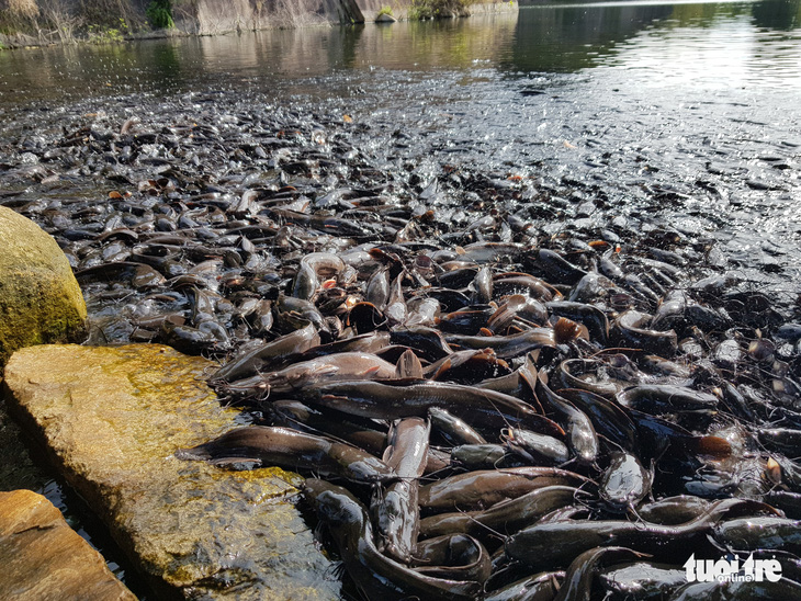Hàng ngàn con cá trê đen nổi sệt trên mặt hồ trong thiền viện Trúc Lâm - Ảnh 1.