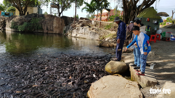 Hàng ngàn con cá trê đen nổi sệt trên mặt hồ trong thiền viện Trúc Lâm - Ảnh 3.