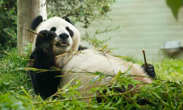 Sở thú Anh tính trả gấu trúc thuê triệu đô cho Trung Quốc vì hết tiền - Ảnh 1.
