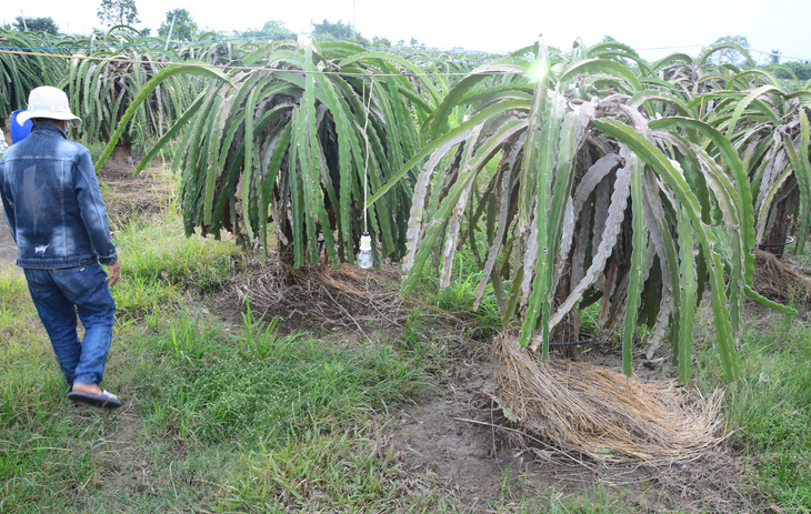 Dân trồng thanh long khổ sở vì nước từ mỏ đá Chóp Vung tràn ra ngập úng - Ảnh 2.