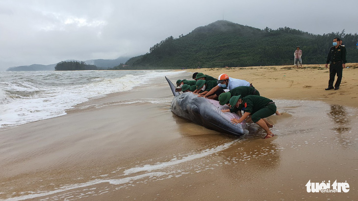 Giải cứu cá voi nặng 3 tấn mắc cạn ở Huế - Ảnh 1.