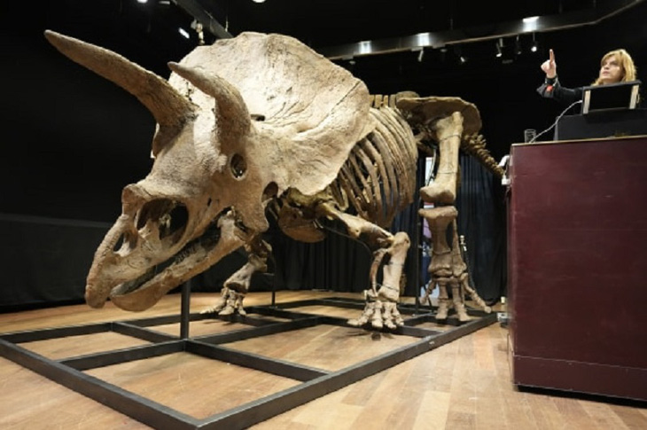 Hóa thạch xương khủng long 3 sừng bán được 7,7 triệu USD - Ảnh 1.