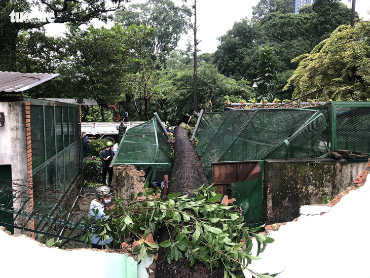 Cây xanh lớn bật gốc đè sập chuồng thú trong Thảo cầm viên Sài Gòn - Ảnh 1.