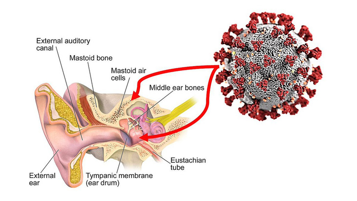 Virus SARS-CoV-2 có thể tấn công tai trong của bệnh nhân - Ảnh 1.