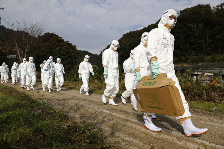 Nhật phát hiện ổ dịch cúm gia cầm độc lực cao - Ảnh 1.