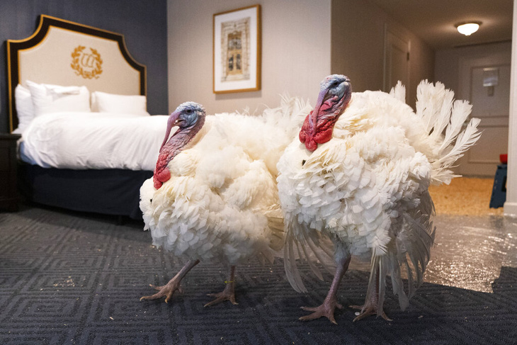 Hai con gà tây ở khách sạn hạng sang chờ ông Biden xá tội - Ảnh 1.