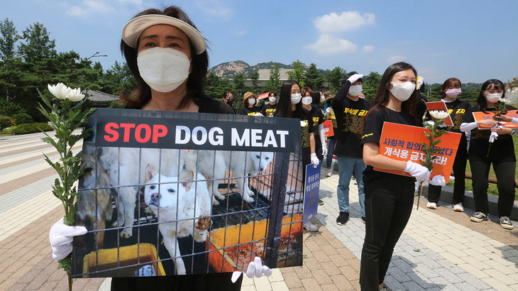 Hàn Quốc loay hoay tìm cách cấm ăn thịt chó - Ảnh 3.