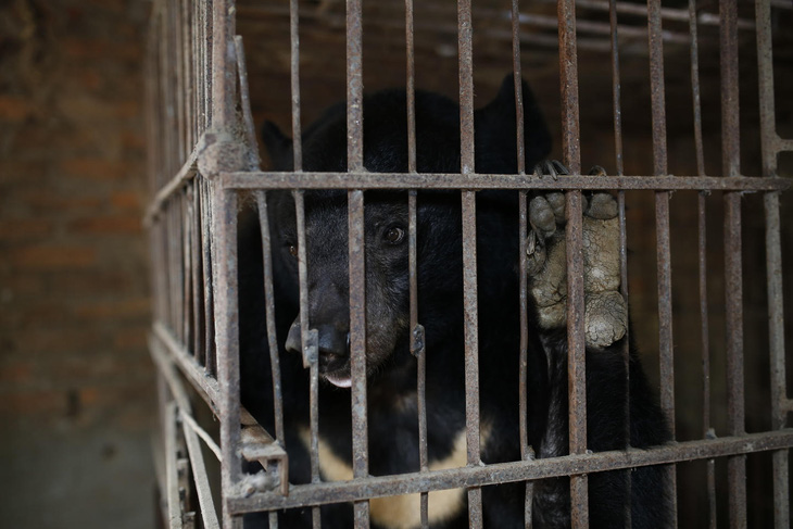 Cứu hộ con gấu cuối cùng bị nuôi nhốt tại Sơn La - Ảnh 1.