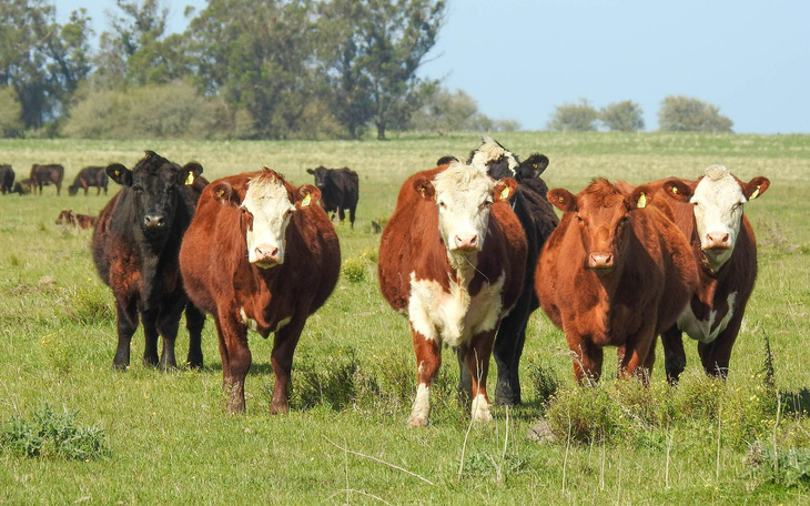 Ngành bò thịt Argentina tìm giải pháp 