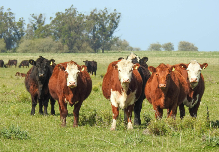 Ngành bò thịt Argentina tìm giải pháp khai thông xuất khẩu - Ảnh 1.