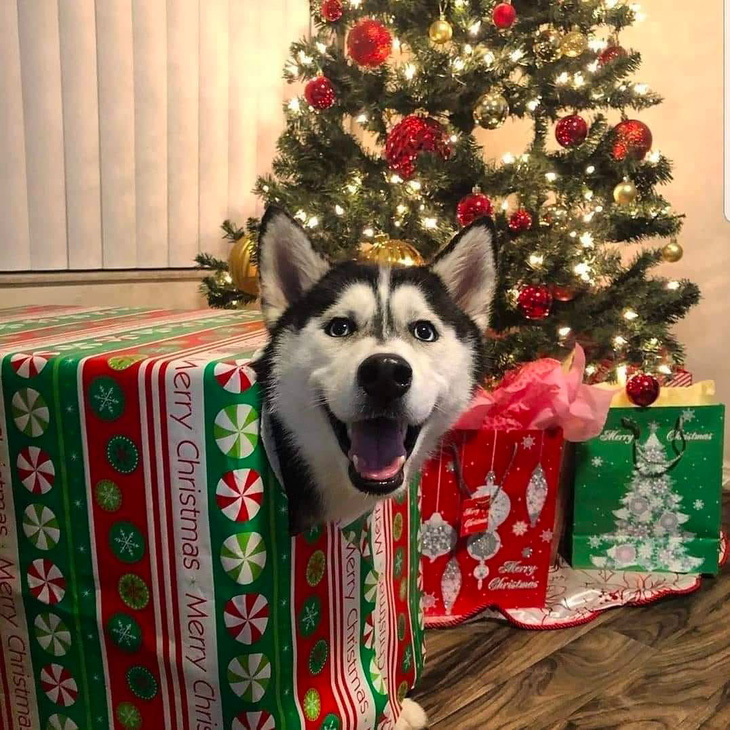 Những chú chó thích bài nhạc Giáng sinh nào nhất? - Ảnh 1.