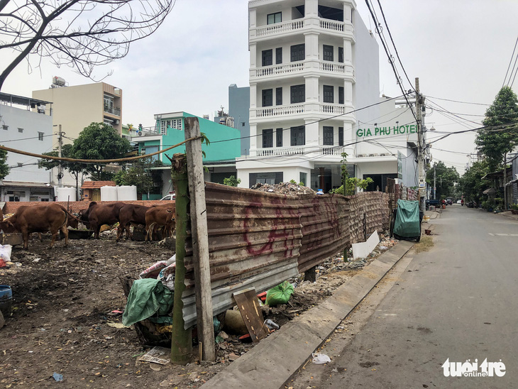 Nuôi cả đàn bò trong khu dân cư tại TP.HCM gây ô nhiễm thời gian dài - Ảnh 2.