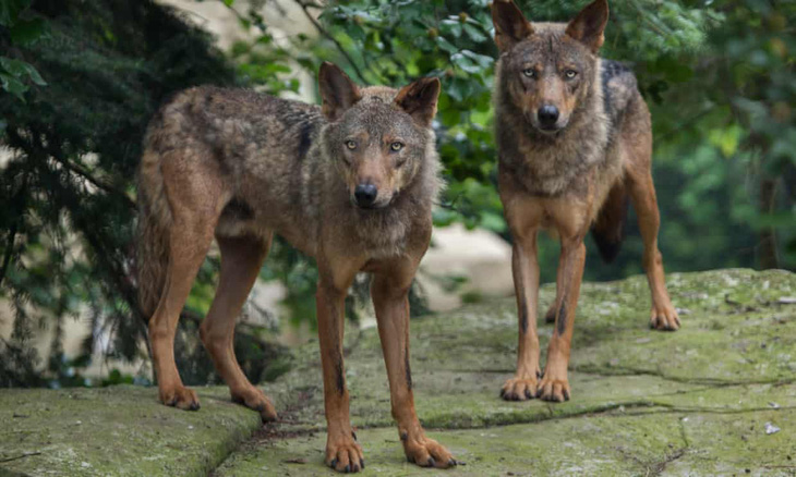 Vườn thú Pháp đóng cửa vì bầy sói xổng chuồng - Ảnh 1.