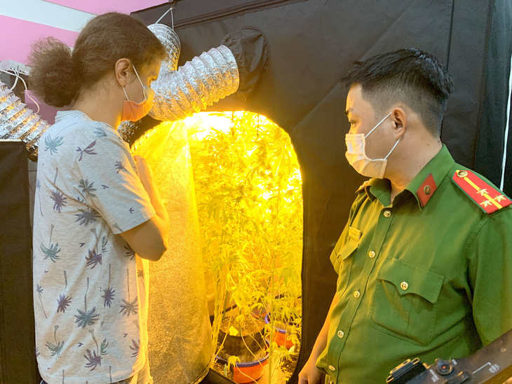Một người nước ngoài trồng cần sa trong nhà nghỉ tại Bình Thuận - Ảnh 1.
