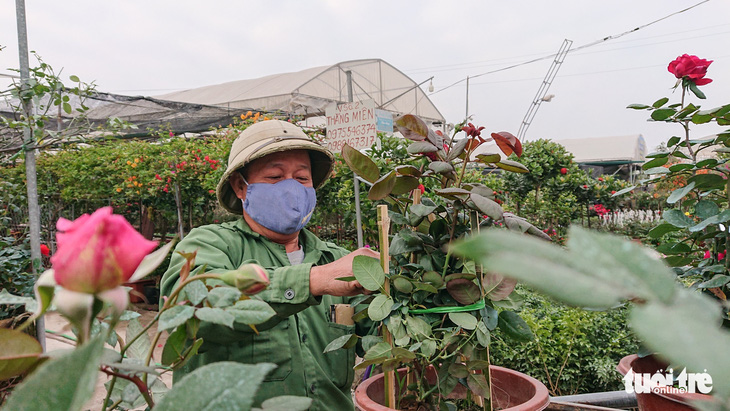 Thị trường hoa Tết kém sôi động, thương lái thu mua cầm chừng - Ảnh 1.