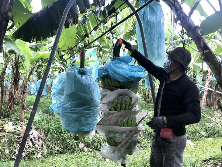 Sau giãn cách, miền Tây có thêm nhiều mô hình tiêu thụ nông sản kiểu mới - Ảnh 2.