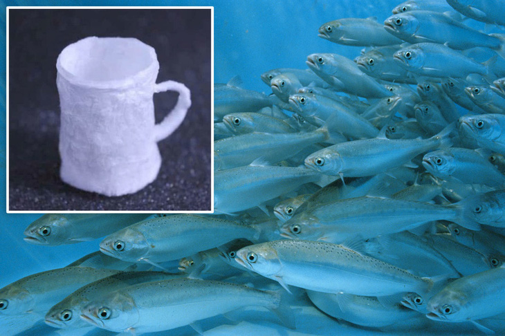 Chế tạo cốc nhựa thân thiện với môi trường từ tinh trùng cá hồi - Ảnh 1.