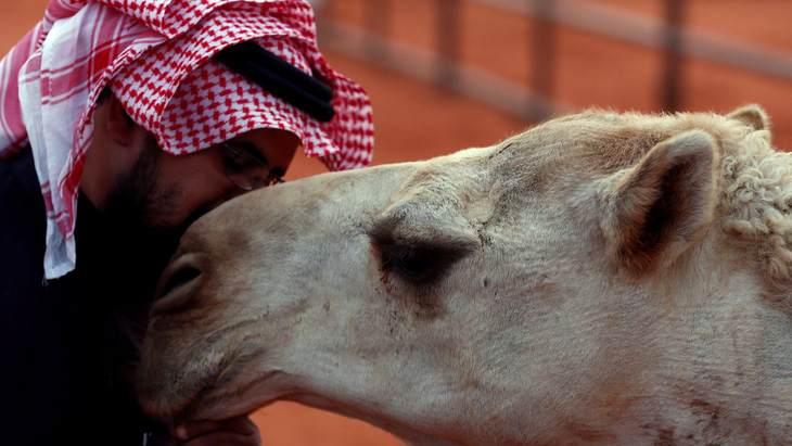 40 con lạc đà bị loại khỏi cuộc thi nhan sắc vì chỉnh sửa sắc đẹp - Ảnh 1.