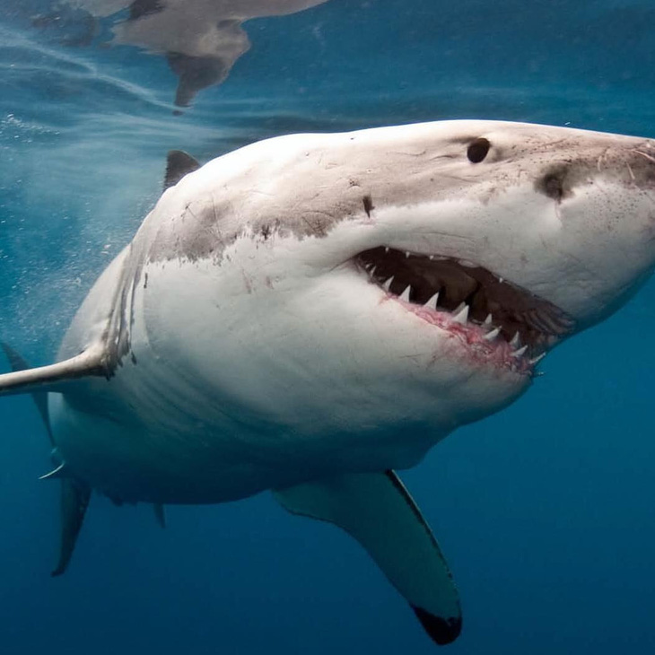 Hơn 70% quần thể cá mập và cá đuối đã bị xóa sổ trong 50 năm qua - Ảnh 1.