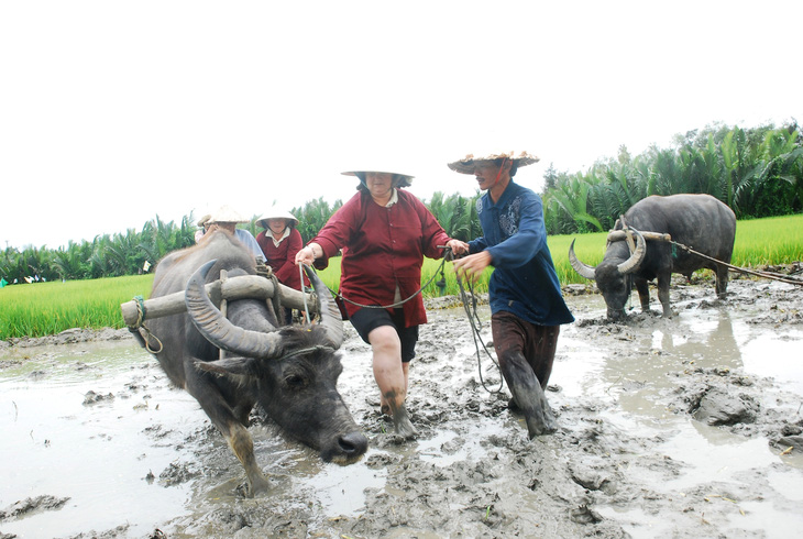 Những chú trâu vui vẻ, thơm tho đón khách ở Hội An - Ảnh 5.