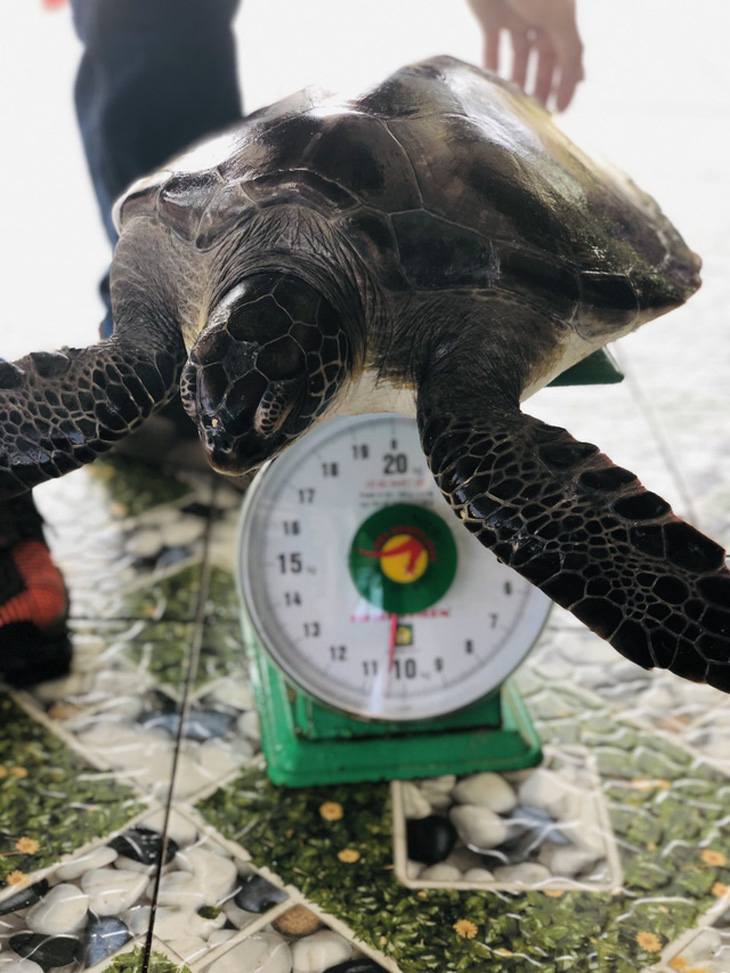 Khu bảo tồn Cù Lao Chàm tiếp nhận rùa biển thả về đại dương - Ảnh 1.