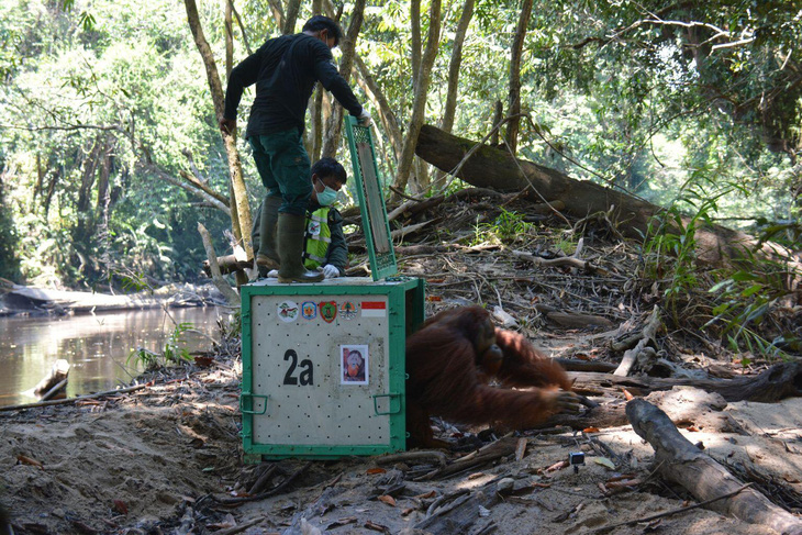 Indonesia nỗ lực bảo tồn loài đười ươi vùng Borneo trước dịch COVID-19 - Ảnh 1.