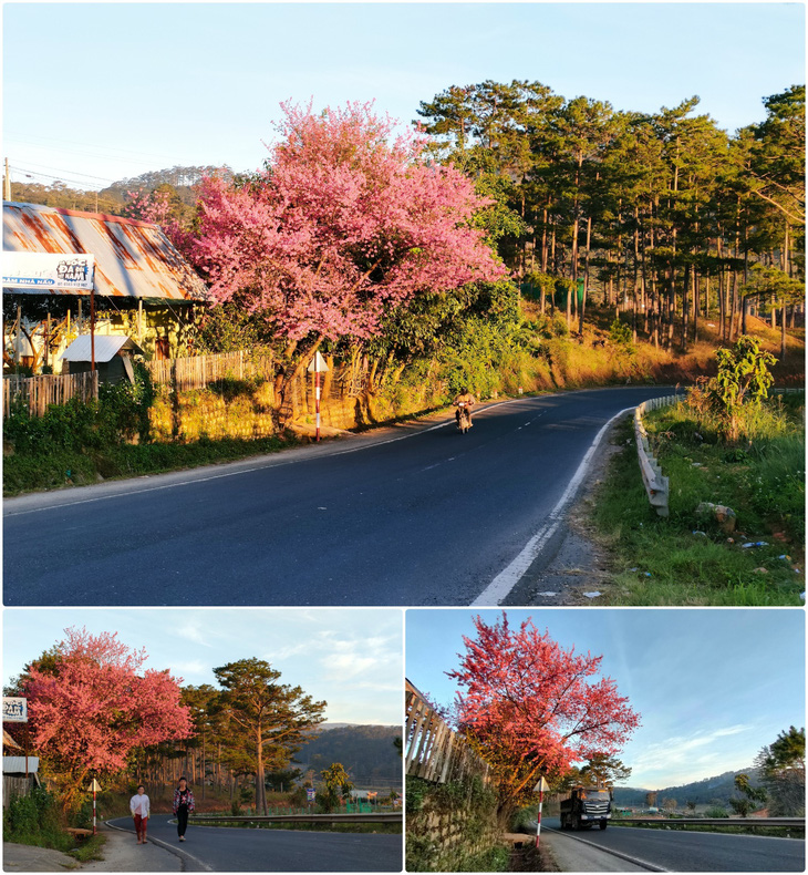 Ngôi làng rực rỡ hoa đào ở Lâm Đồng qua ống kính OPPO Reno5 - Ảnh 3.