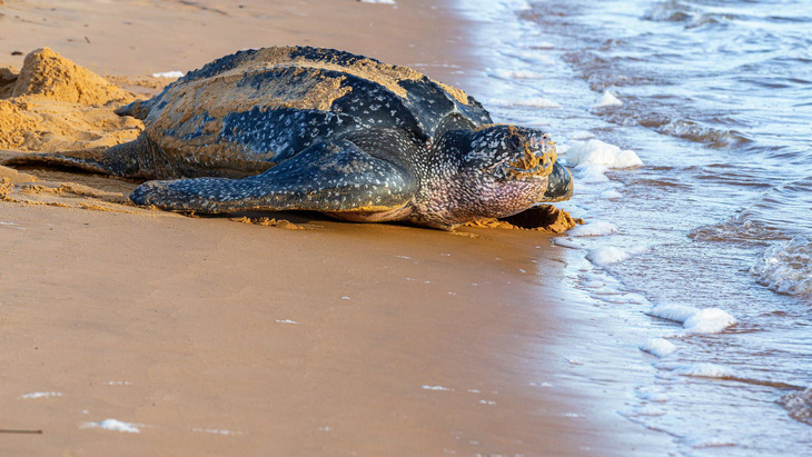 Ấp nở thành công loài rùa biển lớn nhất thế giới tại Ecuador - Ảnh 1.