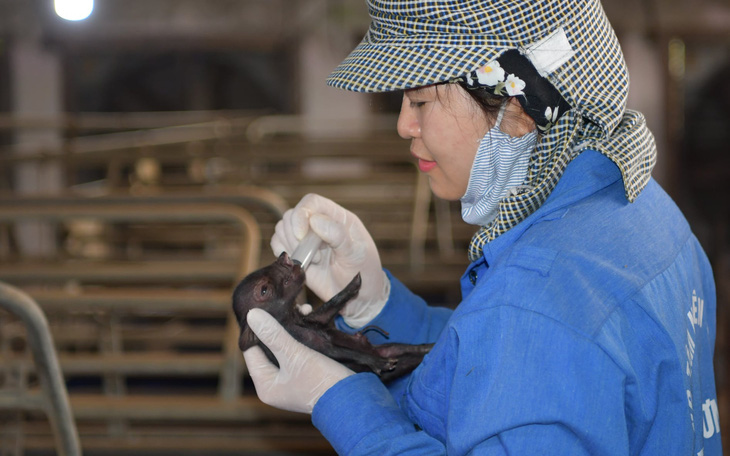 Lần đầu tiên Việt Nam nhân bản thành công lợn ỉ từ tế bào soma mô tai