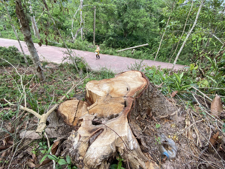 Dọn cây rừng sau bão ở di tích Mỹ Sơn đem bán khi chưa được phép - Ảnh 1.