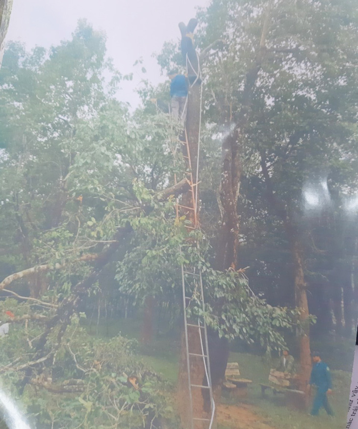 Dọn cây rừng sau bão ở di tích Mỹ Sơn đem bán khi chưa được phép - Ảnh 4.