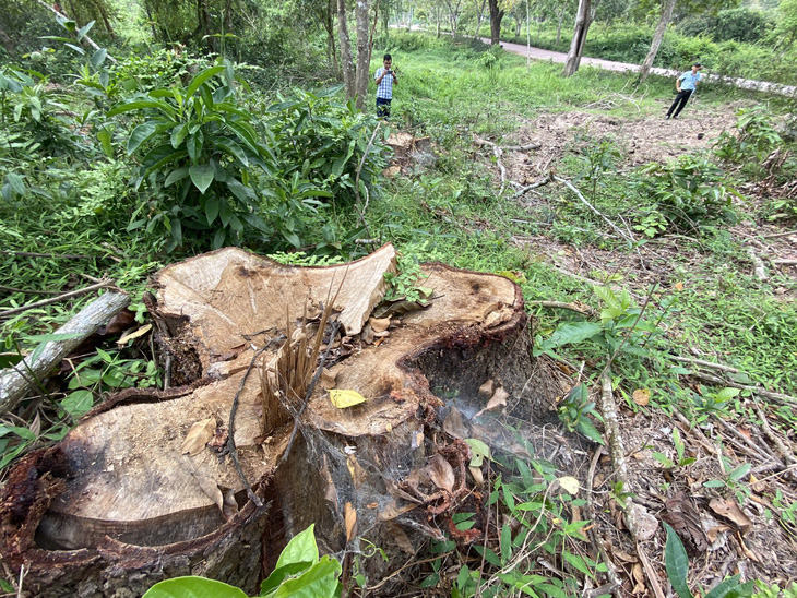 Dọn cây rừng sau bão ở di tích Mỹ Sơn đem bán khi chưa được phép - Ảnh 3.