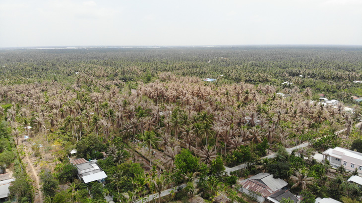 Khoanh vùng tiêu diệt sâu đầu đen hại dừa ở Bến Tre - Ảnh 1.