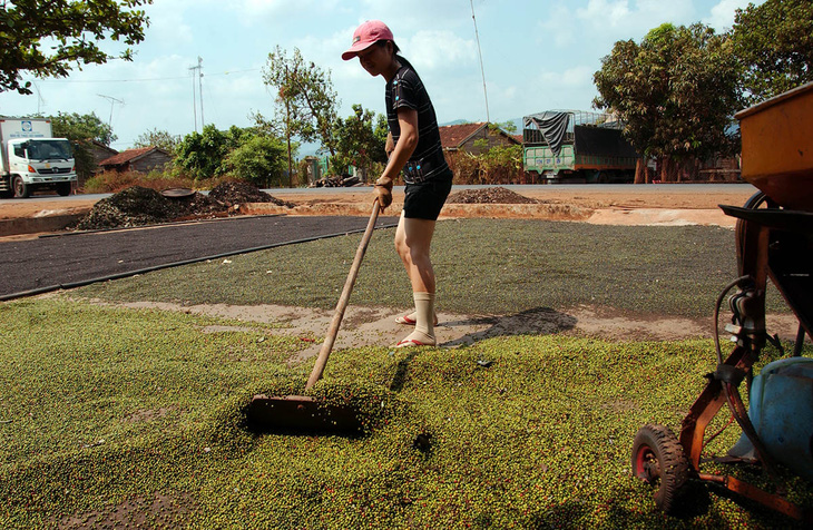 Giá tiêu tăng bất thường - Ảnh 1.