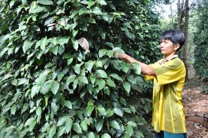 Giá tiêu xập xình, nông dân vui trong lo âu - Ảnh 4.