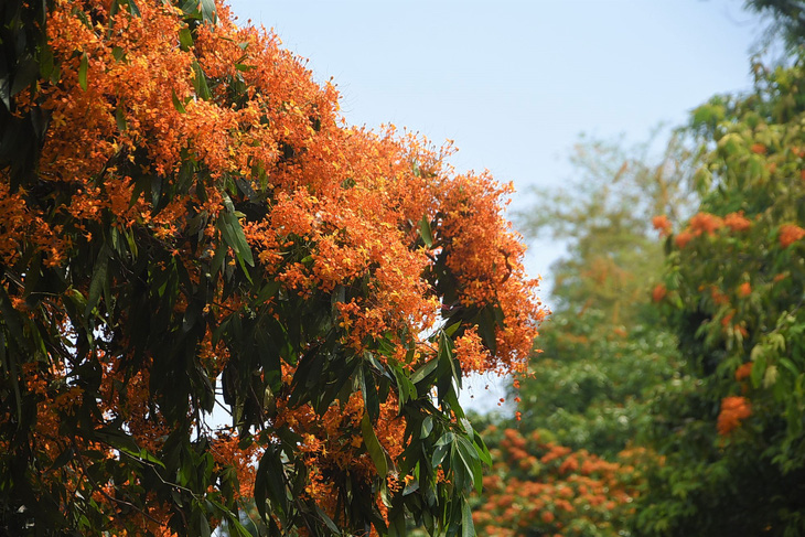 Suối Tà Má rực rỡ hoa trang rừng chưa bao giờ đẹp như năm nay - Ảnh 6.