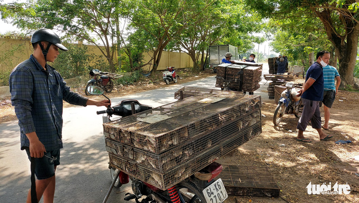 Nhộn nhịp chợ chuột đồng nơi biên giới: Mua bao nhiêu bán hết bấy nhiêu - Ảnh 5.