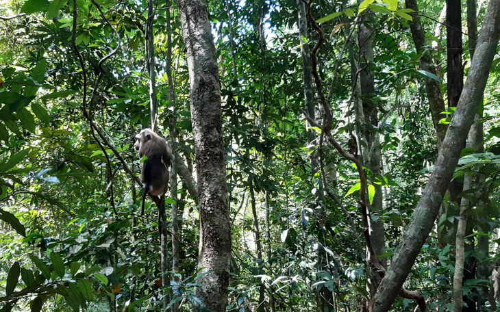 Thả khỉ đuôi lợn và trăn gấm do người dân giao nộp về rừng tự nhiên