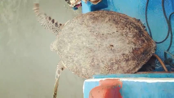 Thả rùa quý hiếm nặng 120kg về biển - Ảnh 2.