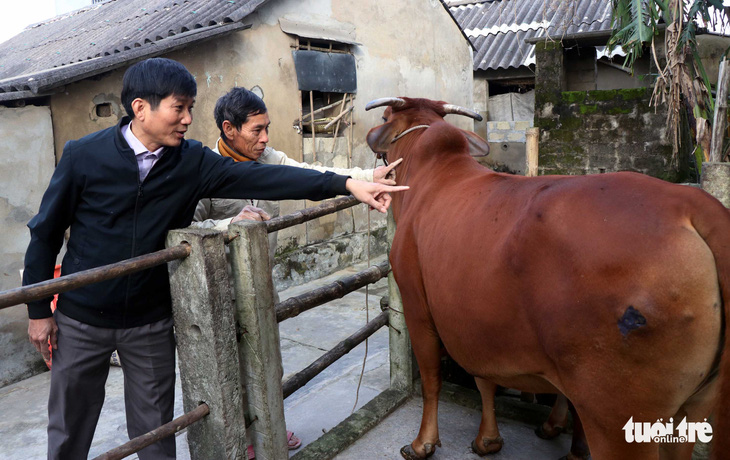 Hà Tĩnh: Nông dân lao đao với dịch tả heo và viêm da nổi cục trên trâu, bò - Ảnh 1.