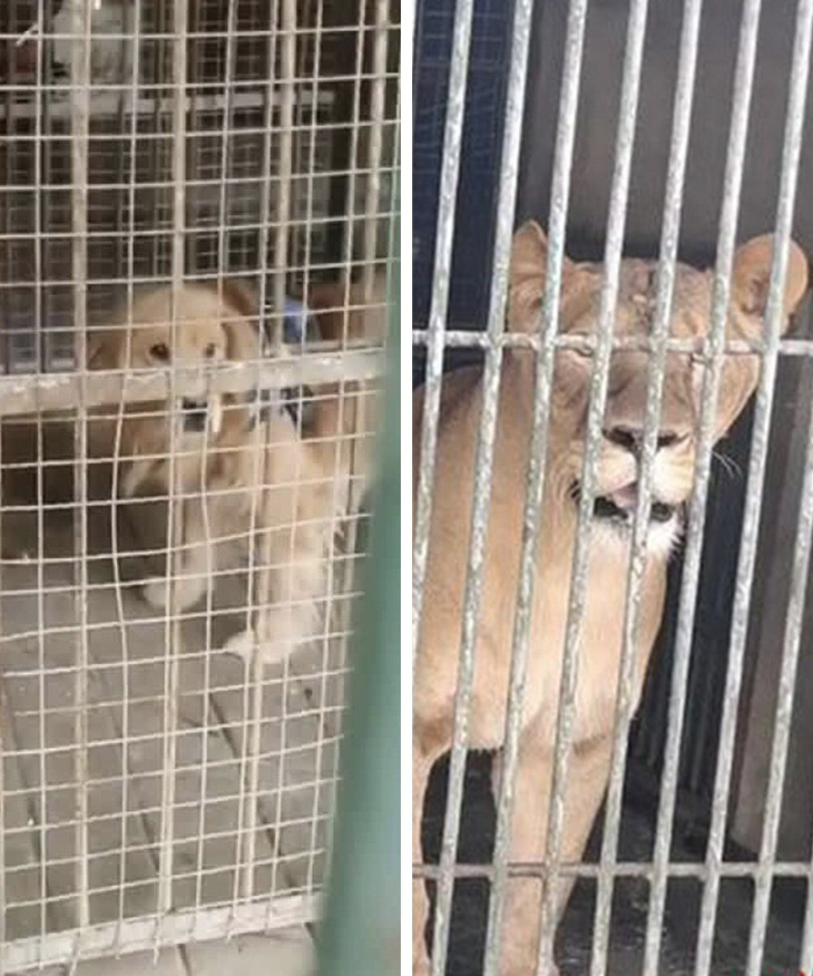 Sở thú Trung Quốc biến chó cảnh thành sư tử châu Phi để phục vụ du khách - Ảnh 1.