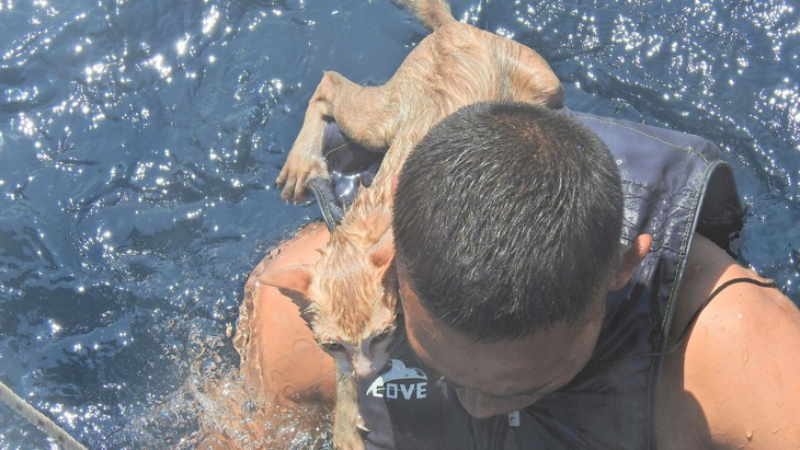 Hải quân Thái Lan đốn tim với việc bơi cứu 4 con mèo từ tàu sắp chìm - Ảnh 3.