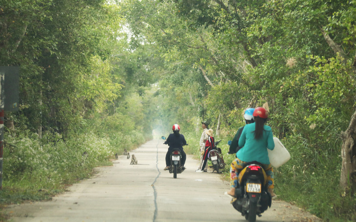 2 dự án khôi phục rừng tràm U Minh Thượng: Đụng đâu thấy sai nấy