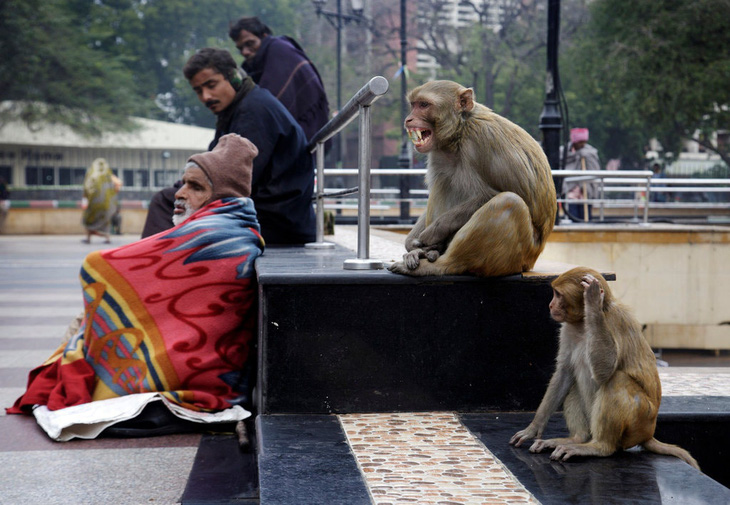 Dắt khỉ đi cướp ở thủ đô, 2 người đàn ông Ấn Độ bị bắt chờ ra tòa - Ảnh 1.