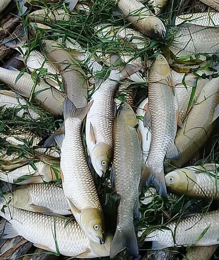 Thanh Hóa: Cá trên sông Mã chết hàng loạt không phải do dịch bệnh - Ảnh 2.